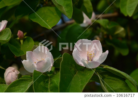 Flowers of quince Flowers of quince 10616717