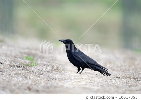 Hermopotus glass 10617353