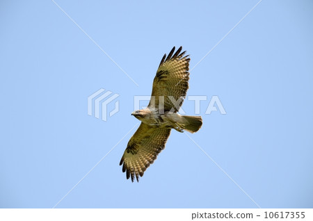 巴扎德 巴扎德 10617355