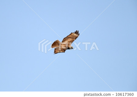 巴扎德 巴扎德 10617360