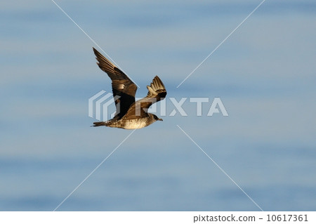 巨嘴鳥烘乾機 10617361