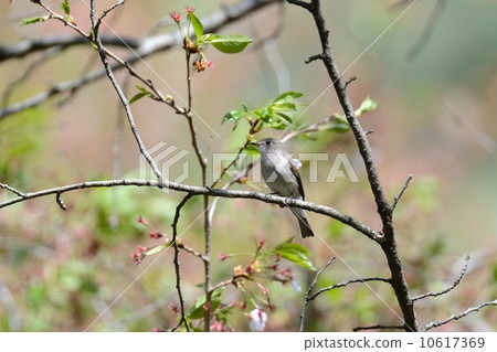 灰鶲 灰鶲 10617369
