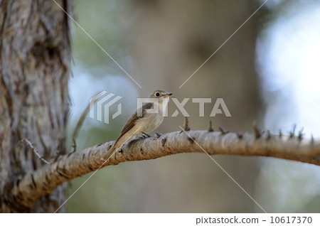 灰鶲 灰鶲 10617370