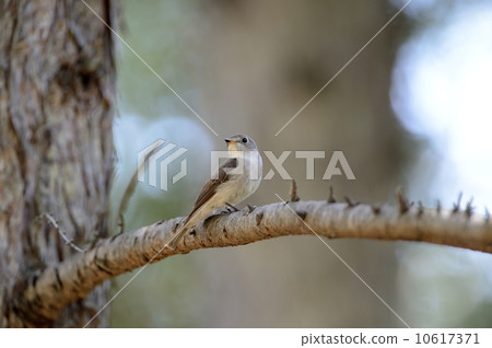 Kosametepataki Kosametepataki 10617371