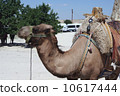 camel 10617444