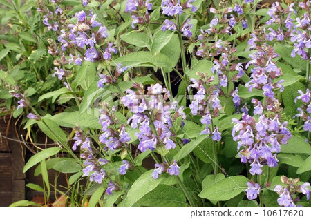 Common sage flowers Common sage flowers 10617620