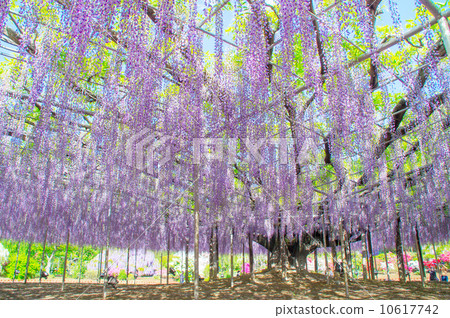 Flourishing Flourishing 10617742