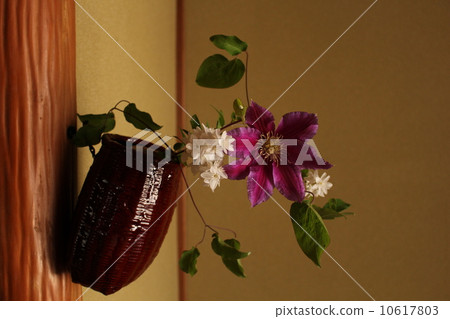 茶花 茶花 10617803