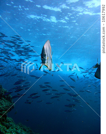 Swallow 's Wheat Swallow 's Wheat 10617992
