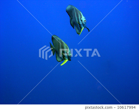 Swallow 's Wheat Swallow 's Wheat 10617994