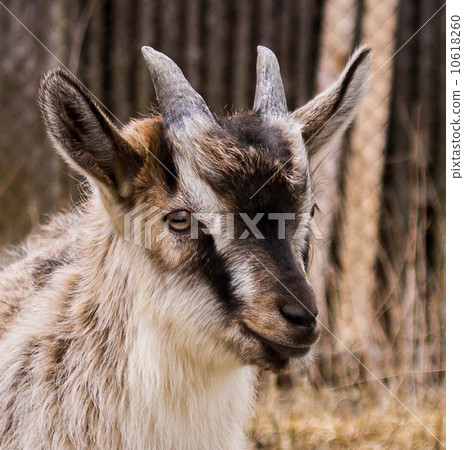 Goatling 10618260