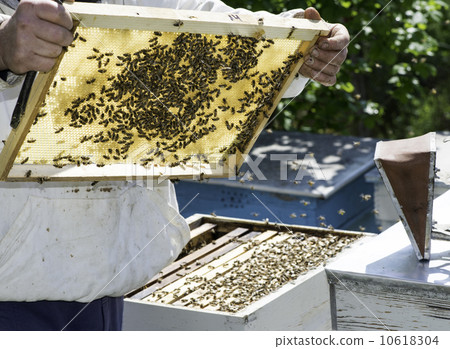 Beekeeper look honeycombs Beekeeper look honeycombs 10618304
