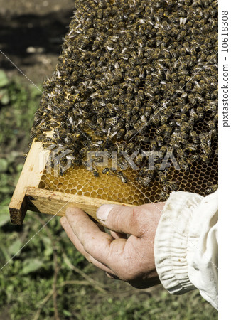 Close up honeycombs 10618308