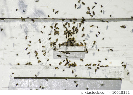 Bees entering the hive Bees entering the hive 10618331