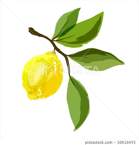 Lemon on a branch with leaves. 10618455