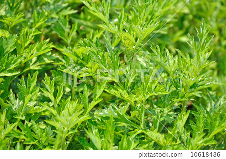 Medicinal herb Yomogi momogi 10618486