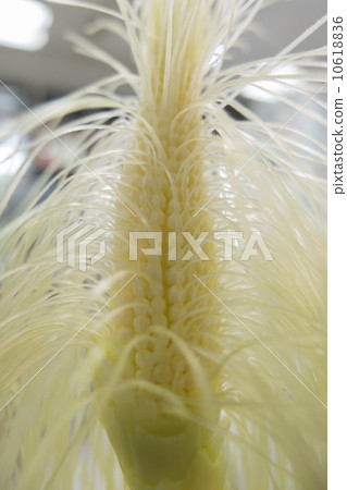 Corn (baby cone / interior) Corn (baby cone / interior) 10618836