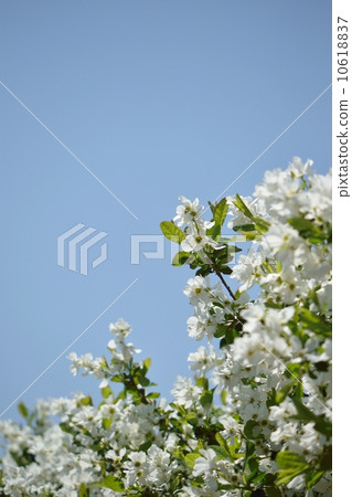 Pure white liqueubai flowers shining in the light and blue sky copy space Pure white liqueubai flowers shining in the light and blue sky copy space 10618837