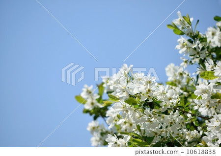 Pure white liqueubai flowers shining in the light and blue sky copy space 10618838