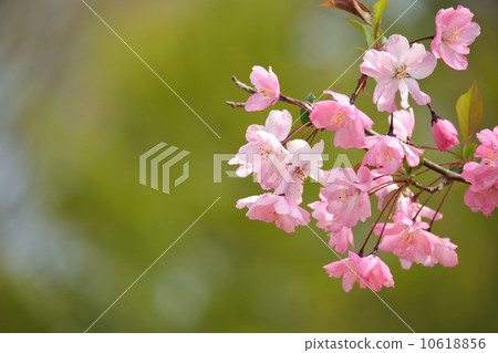 Pink color and copy space of beautiful Hanakaido with transmitted light Pink color and copy space of beautiful Hanakaido with transmitted light 10618856