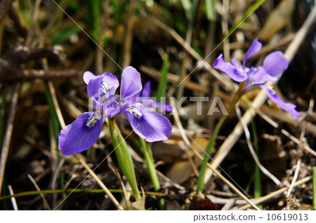 Ehime Ayame 10619013