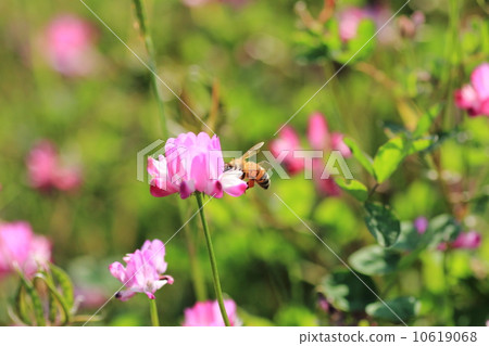 Bee on bean field Bee on bean field 10619068