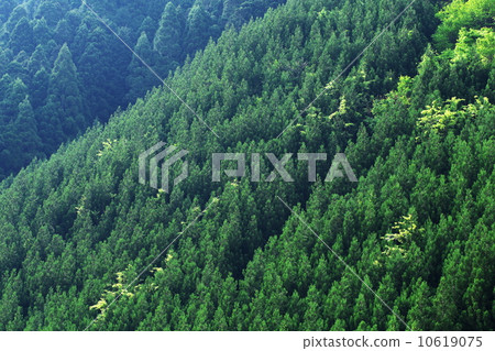 Kitayama cedar 10619075