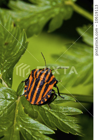 graphosoma lineatum bug on green leaf 10619113