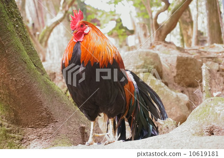 一個Onodote 10619181