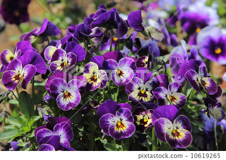 Viola Viola 10619265