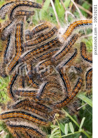 Young caterpillars Young caterpillars 10619281