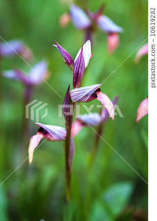 Wild orchid 10619282