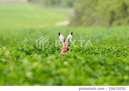 European hare (Lepus europaeus) 10619292