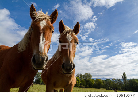 Horses Horses 10619577