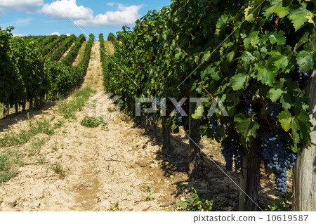 Grapes 10619587