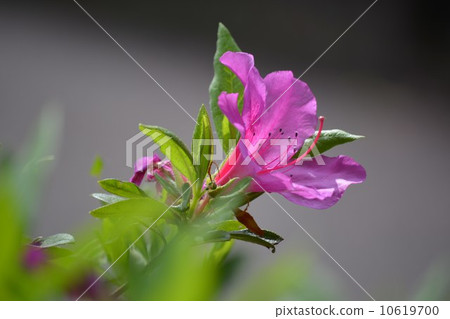 新鮮的綠色和杜鵑花 10619700
