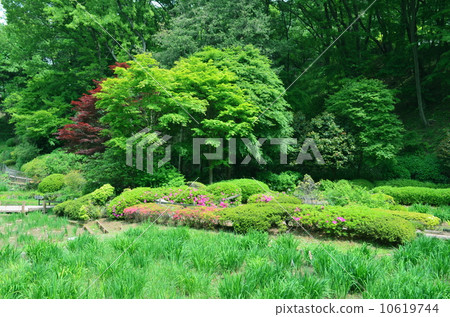 Fresh green iris rice field 10619744