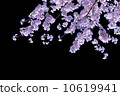 Cherry blossom with black back 10619941