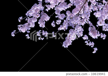 有黑背的櫻花 10619941