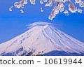 Umbrella cloud Fuji and cherry blossoms 10619944