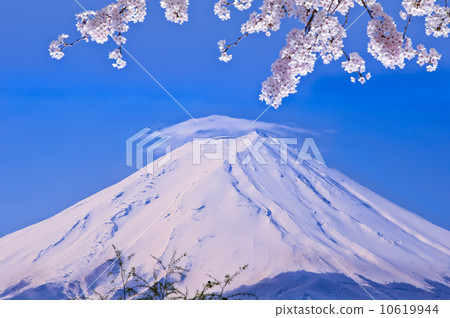 傘雲富士和櫻花 10619944
