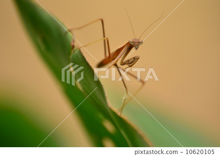 Mantis Mantis 10620105