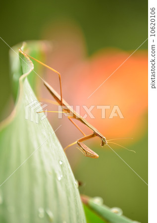 Mantis 10620106