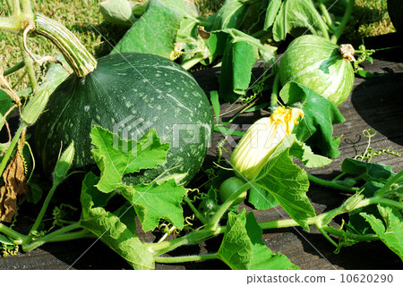 pumpkin 10620290