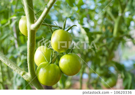 green tomato plants in greenhouse 10620336