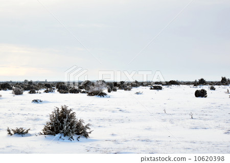 Junipers in plain winter landscape 10620398