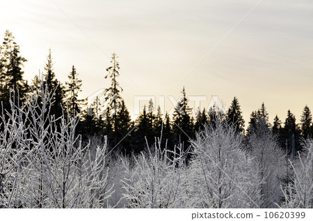Hoarfrost 10620399