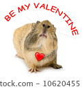 Valentine cavy 10620455