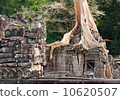 banyan rooting in Angkor stones 10620507