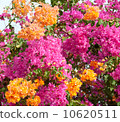 pink and orange bushes 10620511